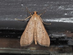 Geshna cannalis