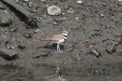 Charadrius vociferus