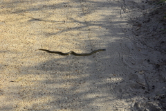 Elapognathus coronatus