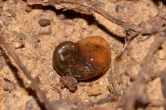 Parmavitrina megastoma