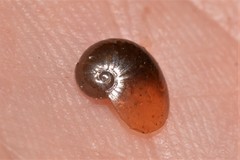 Parmavitrina megastoma