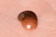 Parmavitrina megastoma