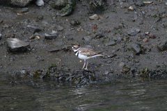 Charadrius vociferus