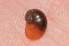 Parmavitrina megastoma