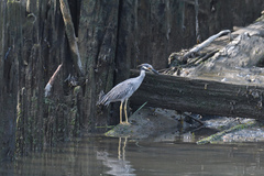 Nyctanassa violacea