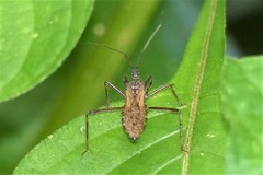 Rhachicephala dilatibia