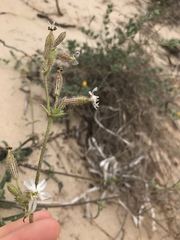 Silene