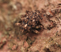 Mechistocerus