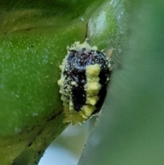 Nipaecoccus aurilanatus