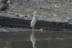 Nyctanassa violacea