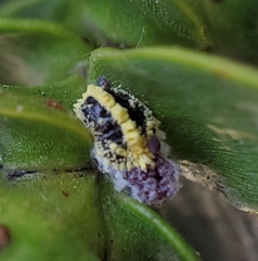 Nipaecoccus aurilanatus