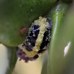 Nipaecoccus aurilanatus