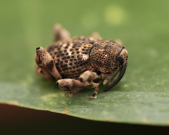 Mechistocerus