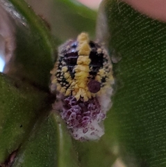 Nipaecoccus aurilanatus