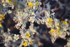 Senna artemisioides helmsii