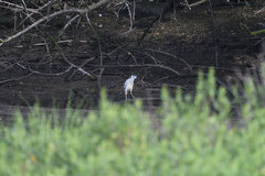 Nycticorax nycticorax