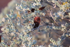 Senna artemisioides helmsii