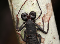 Thelyphonus