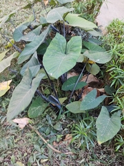 Xanthosoma violaceum