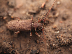 Acalolepta rusticatrix
