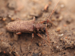 Acalolepta rusticatrix