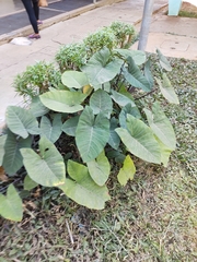 Xanthosoma violaceum