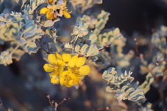 Senna artemisioides helmsii