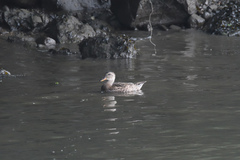 Anas platyrhynchos