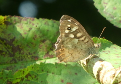 Pararge aegeria