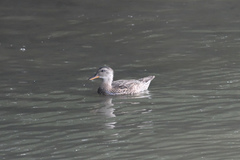 Anas platyrhynchos