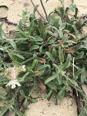 Silene