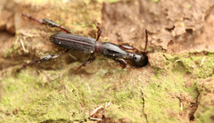 Cyphagogus