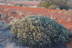 Senna artemisioides helmsii