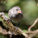 Large Tree-Finch - Photo (c) Carmelo López Abad, some rights reserved (CC BY-NC)