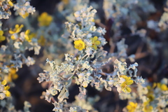 Senna artemisioides helmsii