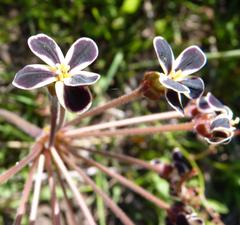 Pelargonium lobatum