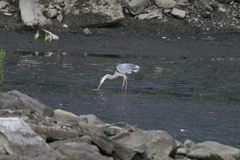 Ardea herodias