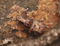 Platystomos wallacei