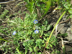 Gentiana squarrosa