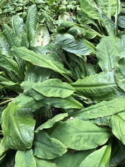 Lysichiton