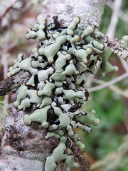 Hypogymnia occidentalis image