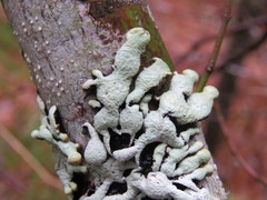 Hypogymnia occidentalis image