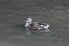 Anas platyrhynchos