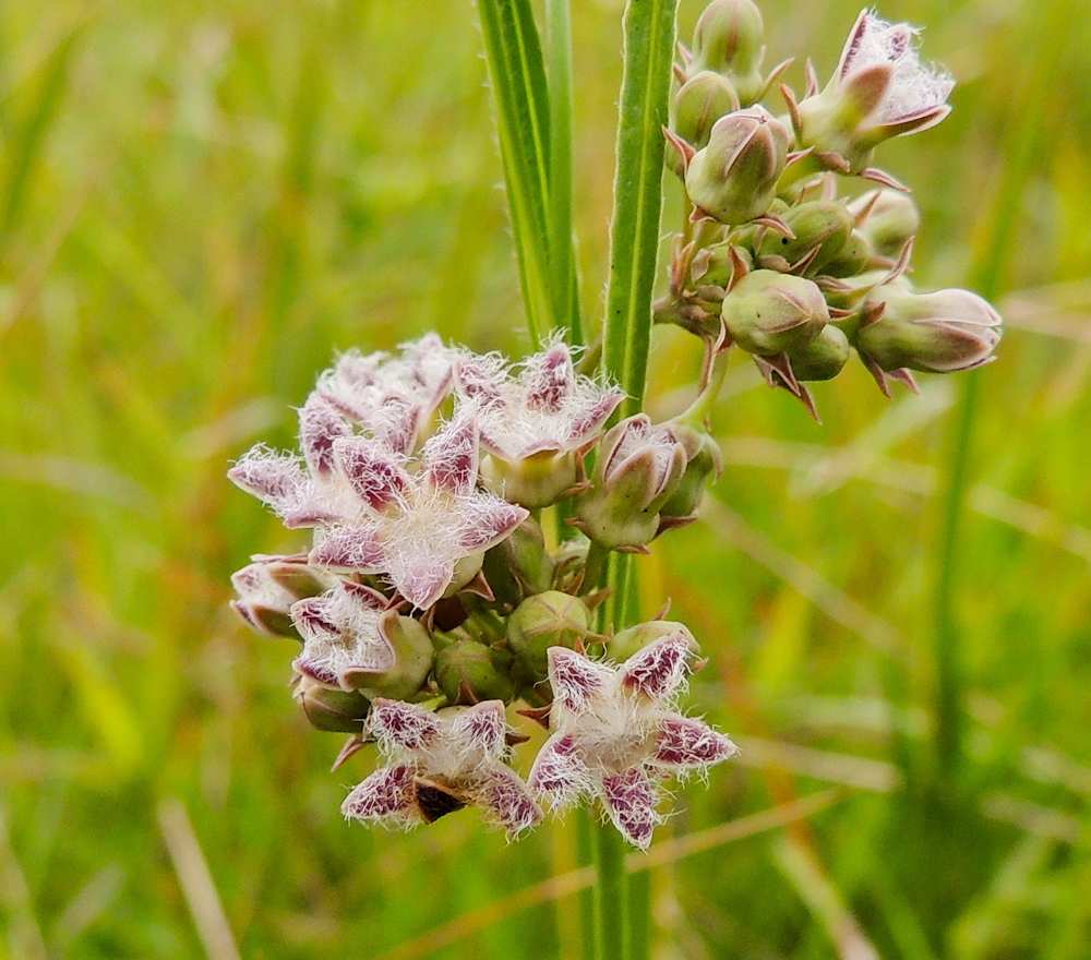 Sisyranthus virgatus