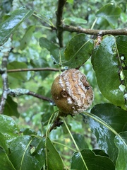 Monilinia fructigena
