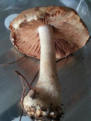 Hebeloma sinapizans