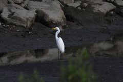 Ardea alba