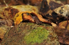 Platysternon megacephalum