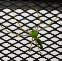 Peucetia