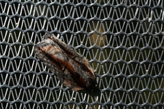 Acleris pulverosana